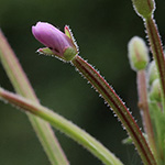 Epilobium ciliatum - Drüsiges Weidenröschen