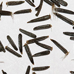 Eupatorium cannabinum - Wasserdost