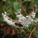 Fallopia baldschuanica - Schlingknöterich