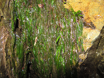 Fontinalis antipyretica