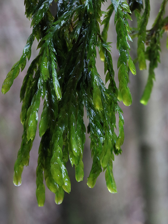 Fontinalis antipyretica