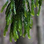 Fontinalis antipyretica