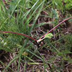 Fragaria viridis - Hügel-Erdbeere