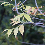 Fraxinus pennsylvanica - Pennsylvanische Esche