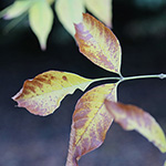 Fraxinus pennsylvanica - Pennsylvanische Esche