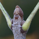 Fraxinus pennsylvanica - Pennsylvanische Esche
