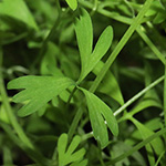 Fumaria muralis - Mauer-Erdrauch