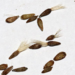 Galatella linosyris - Gold-Aster