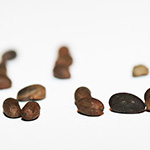 Geranium pratense - Wiesen-Storchschnabel