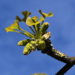 Ginkgo biloba - Ginkgo