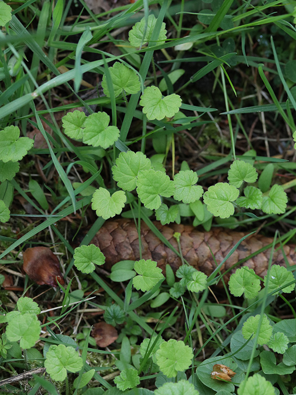 Heracleum sphondylium