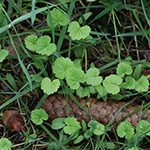 Heracleum sphondylium - Wiesen-Bärenklau