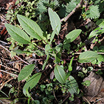 Hesperis matronalis - Nachtviole