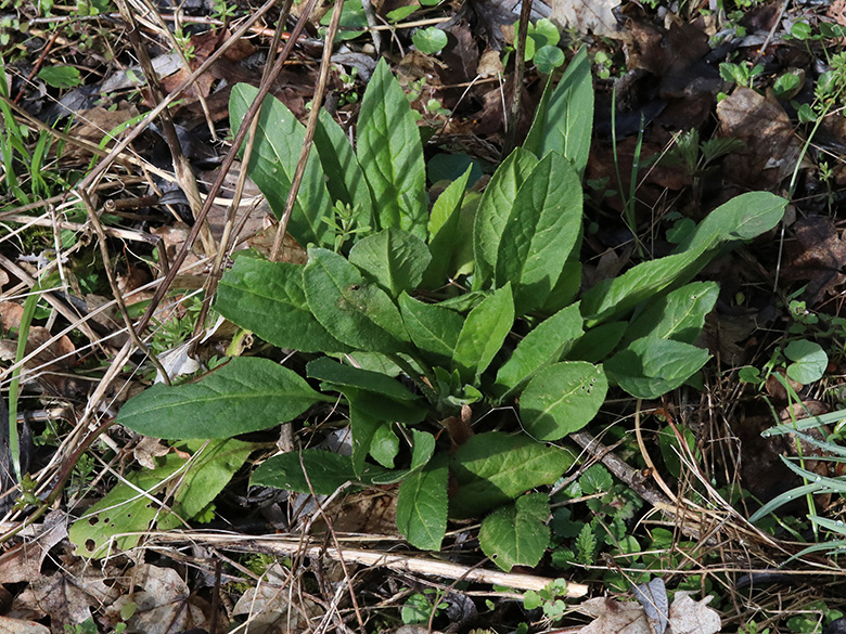 Hesperis matronalis