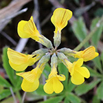 Hippocrepis comosa - Hufeisenklee