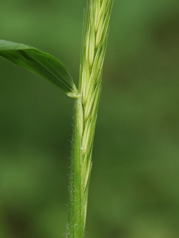 Hordelymus europaeus