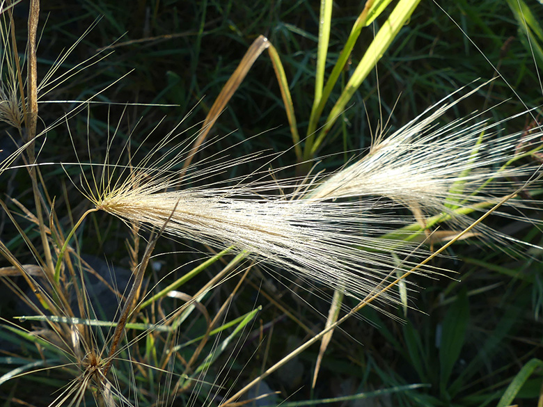 Hordeum jubatum