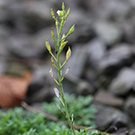 Hornungia alpina subsp. auerswaldii - Kantabrische Gämskresse