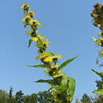 Inula racemosa - Traubiger Alant
