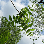 Juglans nigra - Schwarznuss