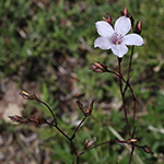 Linum tenuifolium - Schmalblättriger Lein