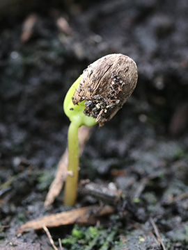 Malus domestica