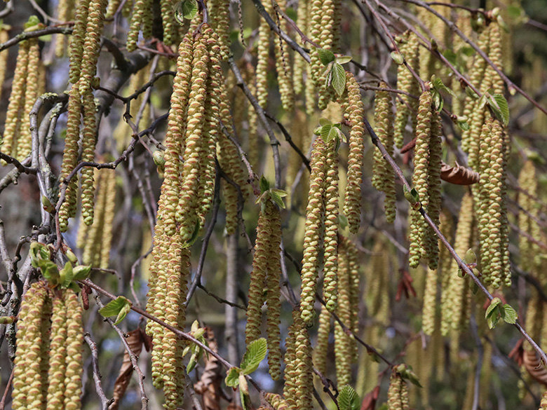 Ostrya carpinifolia