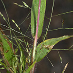 Panicum barbipulvinatum - Flussufer-Hirse