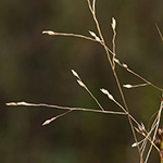Panicum barbipulvinatum - Flussufer-Hirse