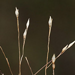Panicum barbipulvinatum - Flussufer-Hirse