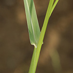 Panicum gilvum - Botswana-Hirse