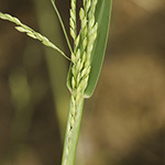 Panicum gilvum - Botswana-Hirse