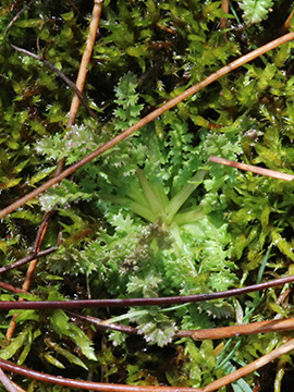 Pedicularis sylvatica