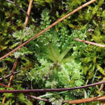 Pedicularis sylvatica - Wald-Läusekraut