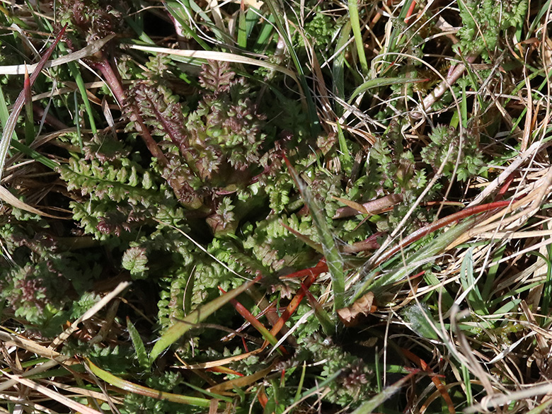 Pedicularis sylvatica