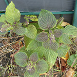 Perilla frutescens - Shiso