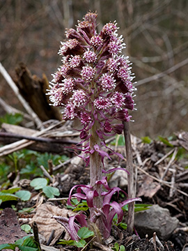 Petasites hybridus