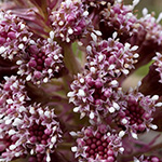 Petasites hybridus - Gewöhnliche Pestwurz