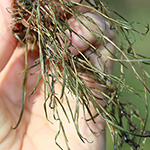 Potamogeton pusillus - Zwerg-Laichkraut