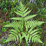 Pteridium aquilinum subsp. pinetorum - Kiefernwald-Adlerfarn