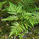 Pteridium aquilinum subsp. pinetorum - Kiefernwald-Adlerfarn