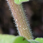 Pulmonaria mollis - Weiches Lungenkraut
