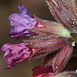 Pulmonaria mollis - Weiches Lungenkraut