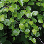 Pyrus pyraster - Wild-Birne