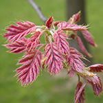 Quercus rubra - Rot-Eiche