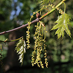Quercus rubra - Rot-Eiche