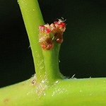 Quercus rubra - Rot-Eiche