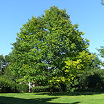 Quercus rubra - Rot-Eiche