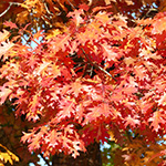 Quercus rubra - Rot-Eiche