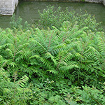 Rhus typhina - Essigbaum